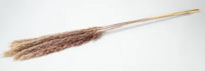 Produktbild von Pampasgras, Fluffy, getrocknet, Gewicht 35g/70g, Länge ±80cm, viele Farben wählbar , Farbe:Natur