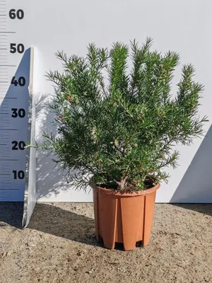 Produktbild von Grevillea Juniperina 40-50 cm – Immergrüner Zierstrauch | Australische Silbereiche für Garten & Terrasse | Winterhart & pflegeleicht