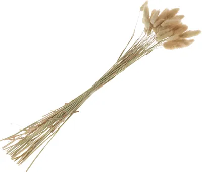 Produktbild von Lagurus, ca. 25 g, ca. 35 - 45 Stiele, L ca. 50 - 60 cm