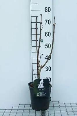 Obrázok produktu pre Syringa vulg. 'Beauty of Moscow' - Flieder 50- 60 cm - Kontajner