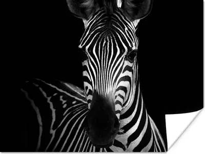 Produktbild von MuchoWow® Poster Zebra - Schwarz - Weiß - Tiere 120x90 cm - Wandbild