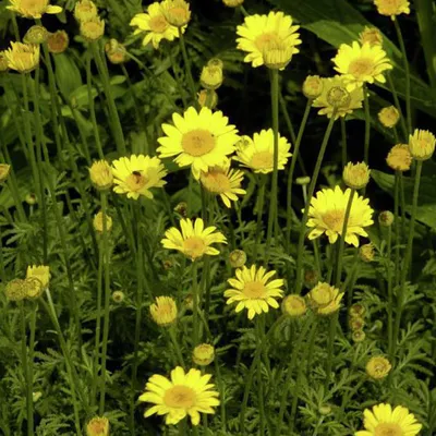 Produktbild von 6 x Herbst Anemone  - Anthemis hybrida 'Kelwayi'  | Topf 9cm x 9cm