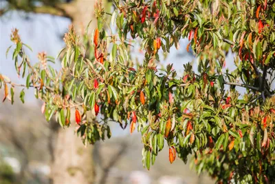 Produktbild von Photinia davidiana, Glanzmispel, 80–100 cm