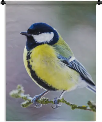 Produktbild von MuchoWow® Wandteppich Wandbehang Kohlmeise - Vogel - Zweig 120x160 cm Tapisserie Dekoration Wandtuch - Wohnzimmer - Moderne