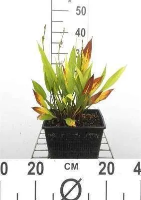 Zdjęcie produktu dla 6 x Alisma lanceolatum - żabienica wąskolistna - doniczka 9 x 9 cm