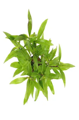 Produktbild von Hygrophila corymbosa Thailand
