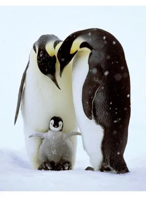 Produktbild von Pinguin-Familie – 40x50 cm – Poster