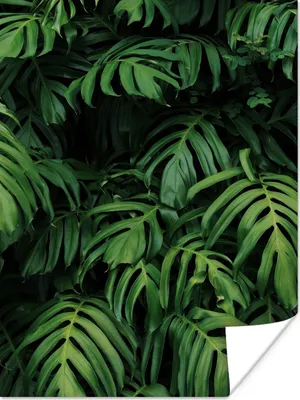 Produktbild von MuchoWow® Poster Blätter - Monstera - Abstrakt - Mädchen - Kinder - Jungen 90x120 cm - Wohnzimmer