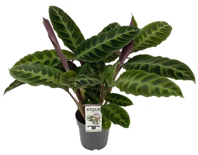 Immagine prodotto di Calathea Warscewiczii - 40-50cm - Ø14cm - Pianta d'appartamento - Sempreverde