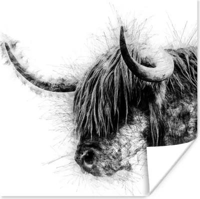 Produktbild von MuchoWow® Poster Porträt Schottisches Hochlandrind - Schwarz und Weiß 50x50 cm - Wohnzimmerdekoration