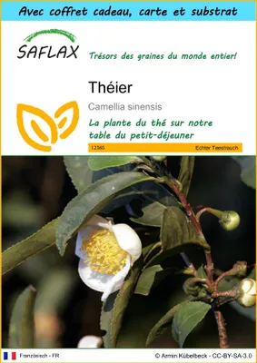 Image de SAFLAX Ensemble-cadeau - Théier - 6 graines - Camellia