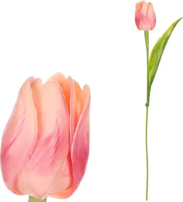 Obrázek produktu pro Autronic Tulipán meruňkový SG60104 APPR