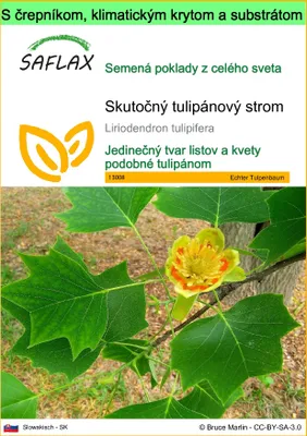 Obrázok produktu pre SAFLAX Garden to go - Skutočný tulipánový strom - Liriodendron tulipifera - 20 Semená - S črepníkom, klimatickým vekom a pestovateľským substrátom