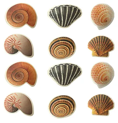 Image de Autocollants antidérapants pour baignoire, lot de 12, tapis antidérapants, autocollants, animaux marins pour baignoire, salle de bain, piscine, escalier et chambre d'enfant (coquillage)