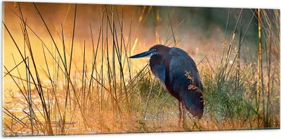 Produktbild von Bilder auf glas - Vogel Natur Wasser - 120x50cm - Glasbilder - Wandbilder - Kunstdruck - zum Aufhängen bereit - Wanddekoration aus Glas - Glas Bilder - Wandbild auf Glas - Einteilig - GAB120x50-3708