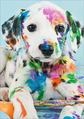 Obrázek produktu pro 5D Diamond Malování Full Set DIY Diamond Pictures Diamond Malování Dětské výšivky Set Cross Stitch Pictures Nástěnná dekorace (Pes)