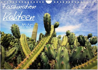 Produktbild von Faszination Kakteen (Wandkalender 2025 DIN A4 quer), CALVENDO Monatskalender