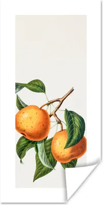 Produktbild von MuchoWow® Poster Orangen - Blätter - Lebensmittel 75x150 cm - Dekoration für die Wände