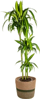 Immagine prodotto di Dracaena Deremensis Hawaiian Sunshine con cesto in vimini - Altezza 130-150cm