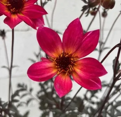 Produktbild von Dahlie Mystic Sparkler - Dahlia Mystic Sparkler