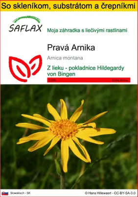 Obrázok produktu pre SAFLAX Kultivačný set - Pravá Arnika - Arnica montana - 40 Semená - S mini skleníkom, pestovateľským substrátom a 2 črepníkmi