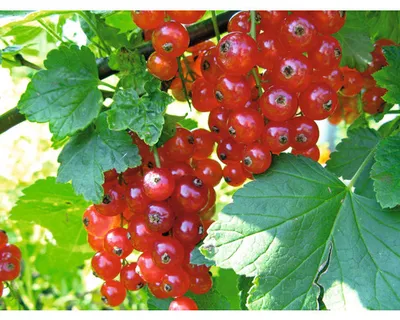 Obrázek produktu pro Rybíz červenýsloupovitý FloraSelfRibes rubrum výška cca 120 cm květináč 5 l