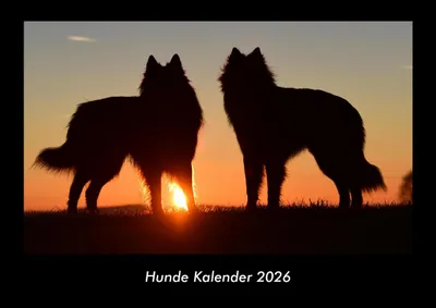 Produktbild von Hunde Kalender 2026 Fotokalender DIN A3
