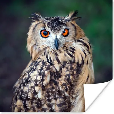 Produktbild von MuchoWow® Poster Eule 50x50 cm - Wohnzimmerdekoration