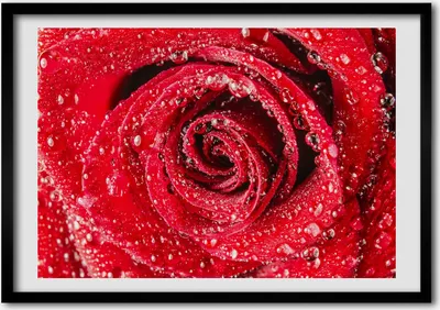 Produktbild von Bild - Bilder - Bilderrahmen - 70 cm x 50 cm - MDF-Rahmen, Wandkunst Wassertropfen auf einer Rose