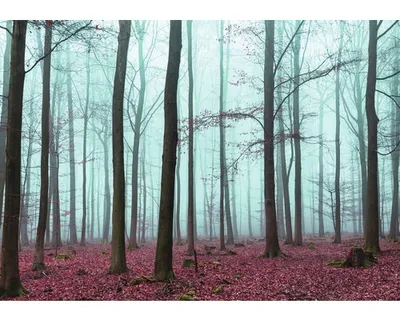 Produktbild von Fototapete Vlies 2657 VEXXXL Wald 4-tlg. 416 x 254 cm