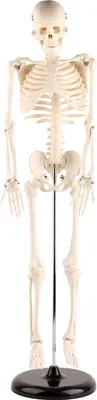 Obrázek produktu pro 85cm model lidské kostry se stojanem Biologický experimentální nástroj pro výuku anatomie