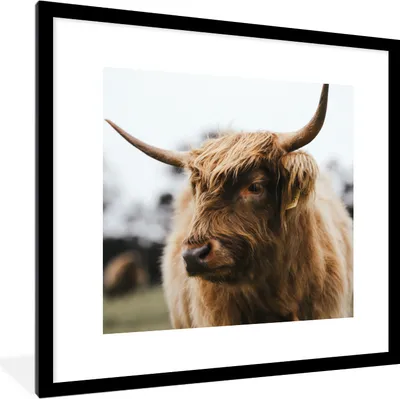 Produktbild von MuchoWow® Gerahmtes Poster Schottischer Highlander - Tiere - Hörner 40x40 cm - Poster mit Schwarzem Bilderrahmen Wandposter Rahmen Foto Bilder - Poster - Plakat im Rahmen