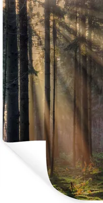 Produktbild von MuchoWow® Wandtattoo Wandsticker Wandaufkleber Bäume - Wald - Sonne - Pflanzen 60x120 cm Selbstklebend und Repositionierbar - Selbstklebend - Fototapeten