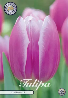 Artikelbild 2 von 'Tulpe Synade Blue (7 Stück)' aus der Kategorie Tulpenzwiebeln