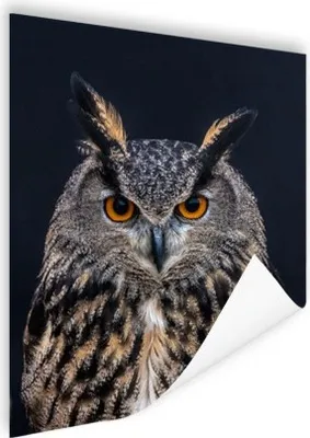 Produktbild von MuchoWow® Poster Uhu Porträt 30x40 cm - Wandplakat - Poster Kinderzimmer