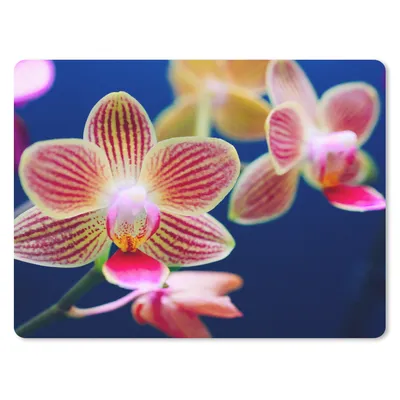 Produktbild von MuchoWow® Mauspad Mousepad Von Orchidee 23x19 cm - Mousepads - Maus Mat - Pad - Mausunterlage - Schreibtischunterlage - Mauspad