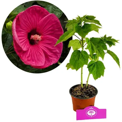 Image de Hibiscus moscheutos « Jazzberry Jam », fleurs rouge magenta, hauteur 40 cm, pot de 2 litres