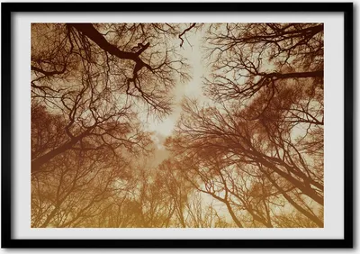 Produktbild von Bild - Bilder - Bilderrahmen - 70 cm x 50 cm - MDF-Rahmen, Wandkunst Wald