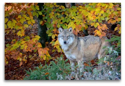Produktbild von Premium Textil-Leinwand 120x80cm quer Premium Textil-Leinwand 120 cm x 80 cm quer Wolf im Herbstwald | Wandbild, HD-Bild auf Keilrahmen, Fertigbild auf hochwertigem Vlies, Leinwanddruck von None GUGIGEI