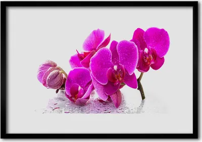 Produktbild von Bild 70x50 MDF-Rahmen Wandkunst Pansyblumen