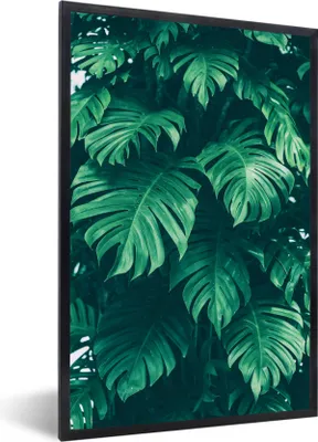 Produktbild von MuchoWow® MuchoWow® Gerahmtes Poster Monstera - Blätter - Pflanzen - Dschungel - Natur 20x30 cm - Poster mit zchwarzem Bilderrahmen - Drucken - Bilder Poster im Rahmen