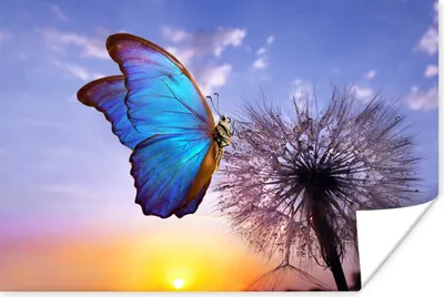 Produktbild von MuchoWow® Poster Schmetterling - Sonnenuntergang - Löwenzahn - Blau 180x120 cm - Fotoplakat