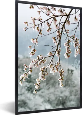 Produktbild von MuchoWow® MuchoWow® Gerahmtes Poster Kirschblüte - Gefroren - Zweig 60x90 cm - Poster mit zchwarzem Bilderrahmen - Kunst