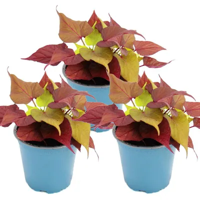 Produktbild von Süßkartoffel – Beet- und Balkonpflanze – Ipomoea batatas – 12 cm – 3er-Set – braun