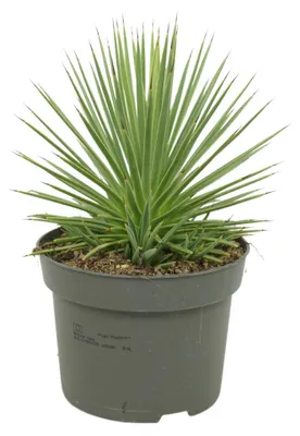 Obrázek produktu pro Agave striata var. nana – agáve trnitá – 12cm květináč