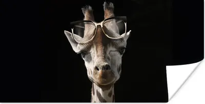 Produktbild von MuchoWow® Poster Giraffe - Brille - Schwarz 150x75 cm