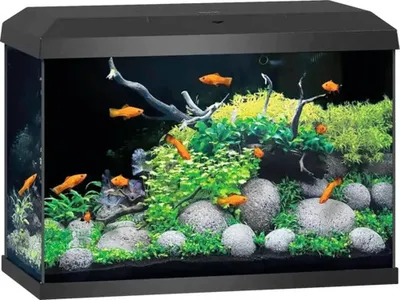 Immagine prodotto di Acquario JUWEL Primo 70 incl. coperchio con illuminazione LED, riscaldatore, filtro senza mobile nero