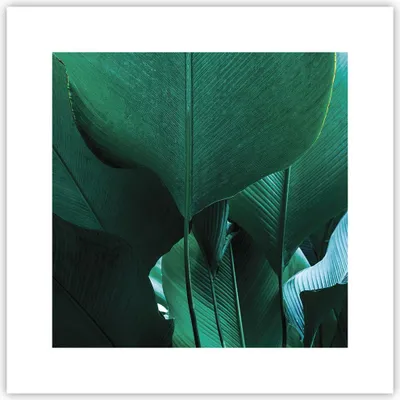 Produktbild von Poster - Poster ohne Rahmen - Blätter Palmen Banane - 30x30 cm - Wand Bild - Wanddeko - Wandbilder - Kunstposter - Wandposter - Bilder - Kunstdruck - Wanddekoration - Wandbild - P2XAC30x30-4694