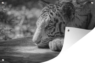 Produktbild von MuchoWow® 120x80 cm Outdoor-Poster Gartendeko Sichtschutz Garten Poster für den Garten  Tiger - Wild - Porträt
