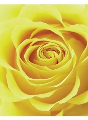 Obrázok produktu pre Žltá ruža – Yellow Rose – 40 x 51 cm – plagát